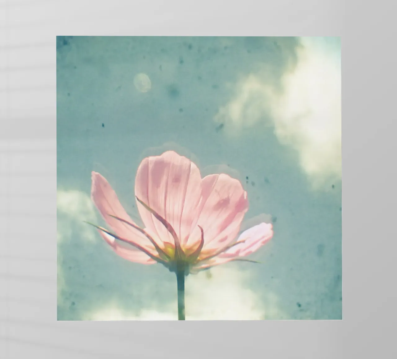 Cosmo rosa pellicola backlit da Cassia Beck Photography