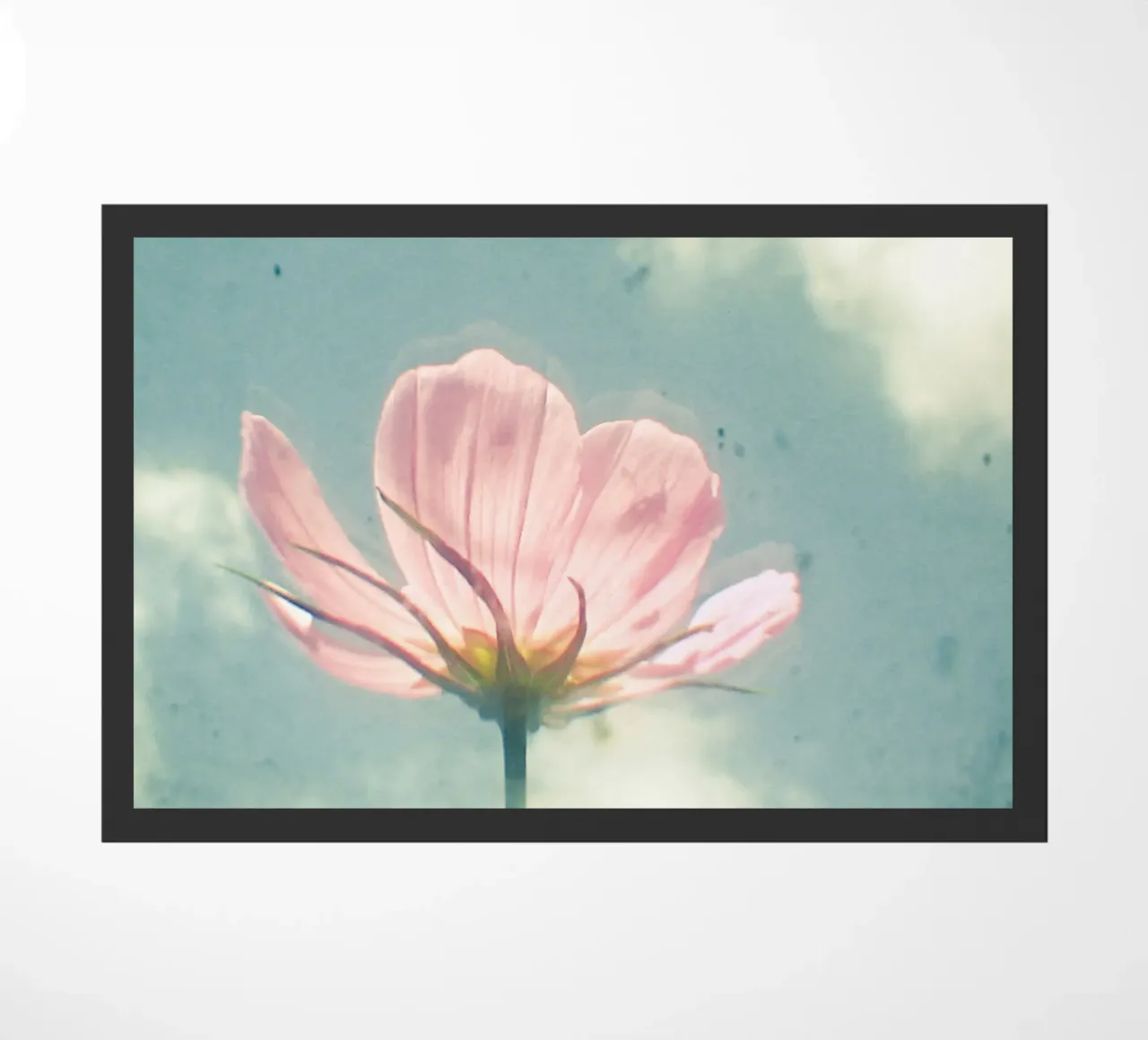 Cosmo rosa zerbino da Cassia Beck Photography