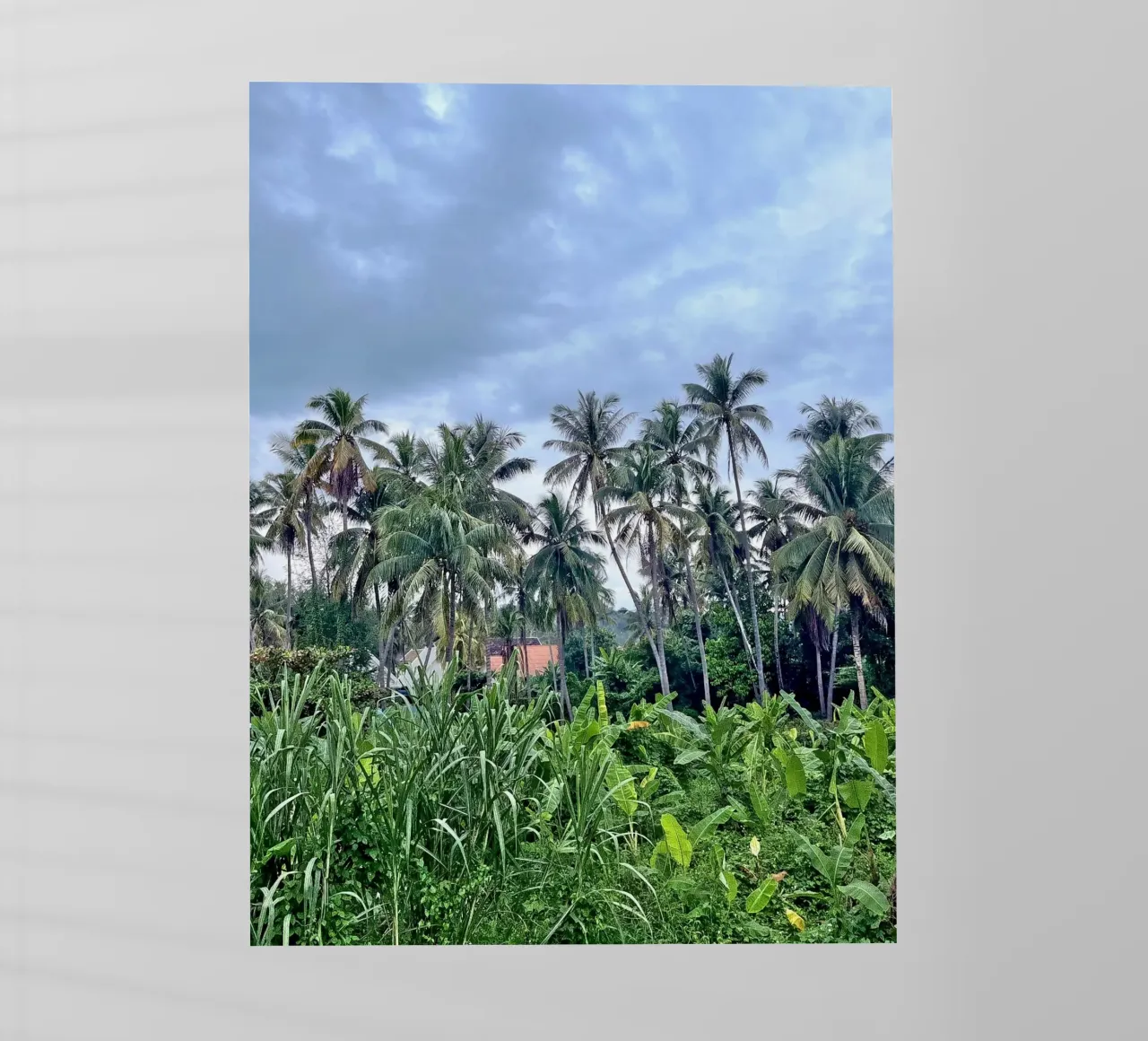 palmtrees in laos pellicola backlit da Reiselust