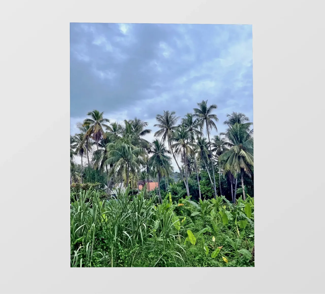 palmtrees in laos telo in pvc da Reiselust