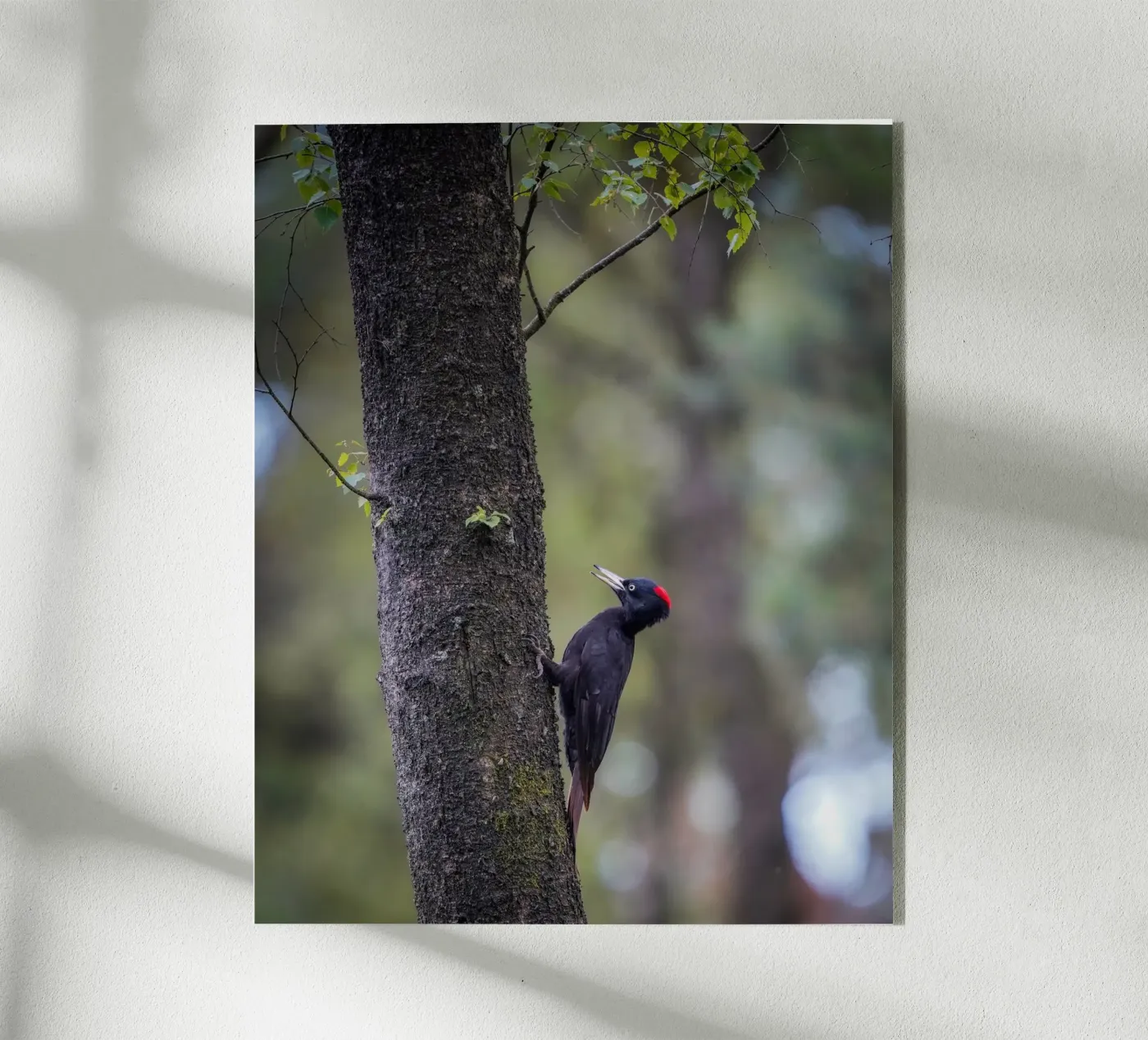 Black Woodpecker acrylic glass by Tom's Wildlife