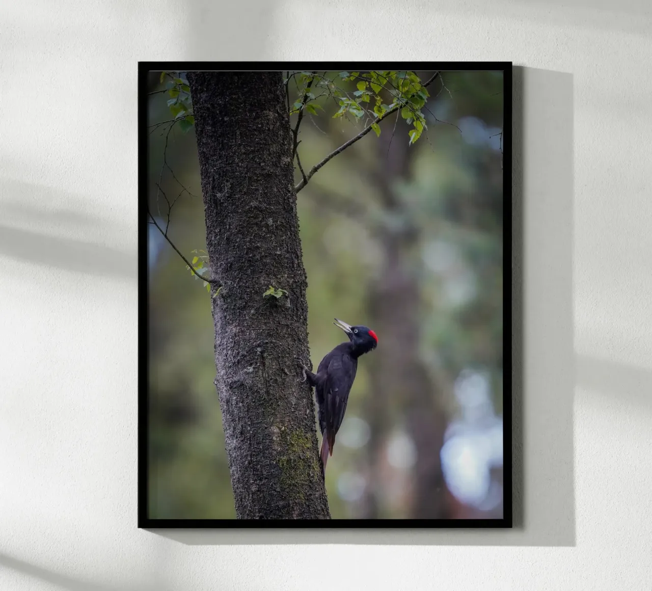 Picchio nero poster da Tom's Wildlife