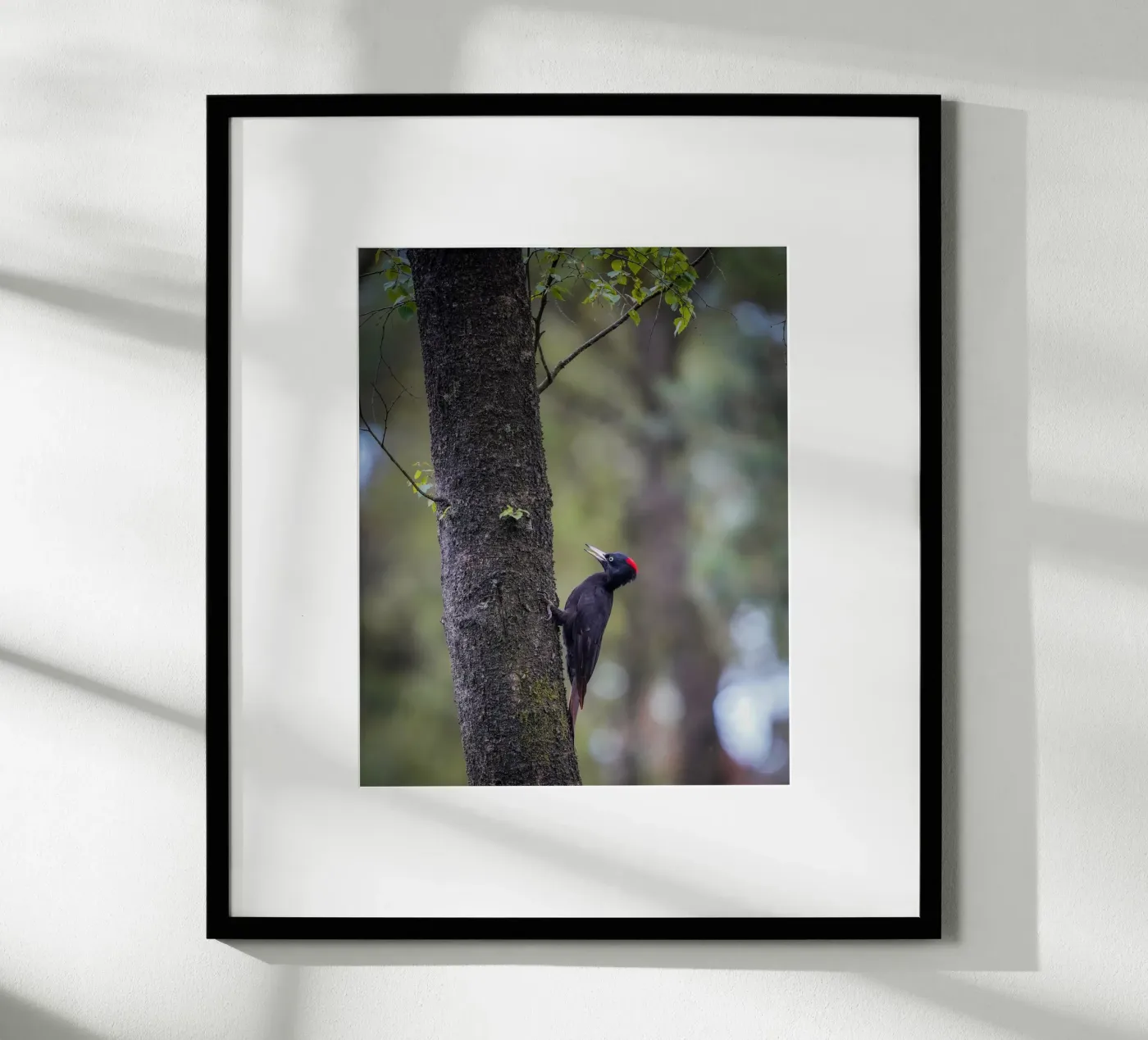 Black Woodpecker poster by Tom's Wildlife