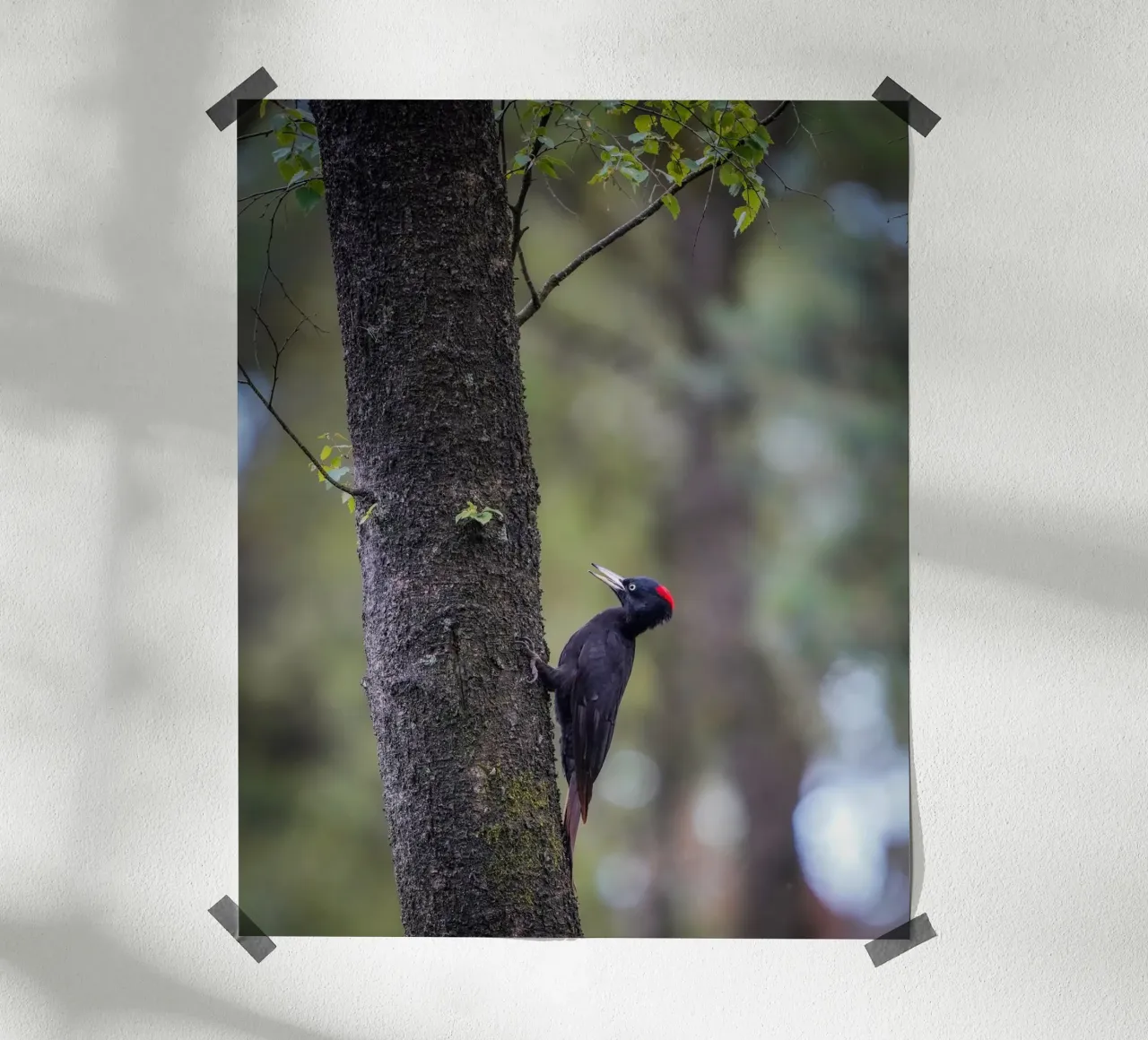 Picchio nero poster da Tom's Wildlife
