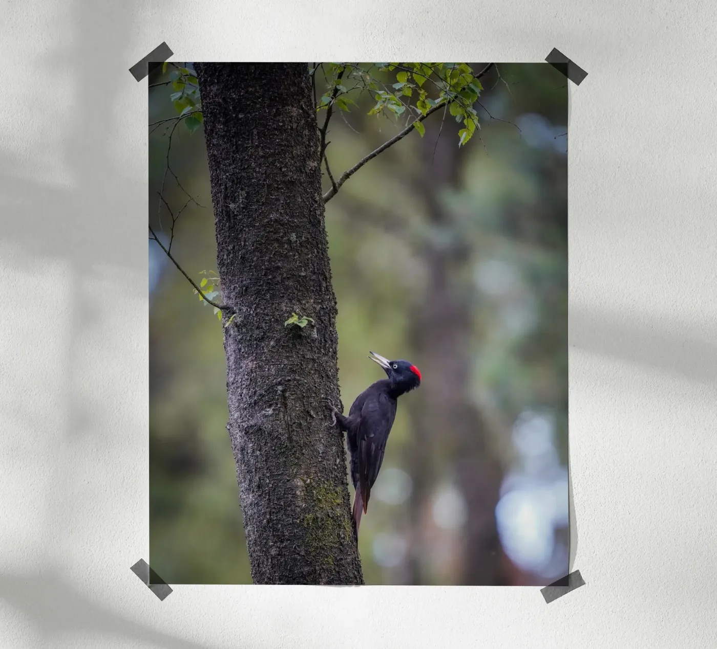 Black Woodpecker poster by Tom's Wildlife