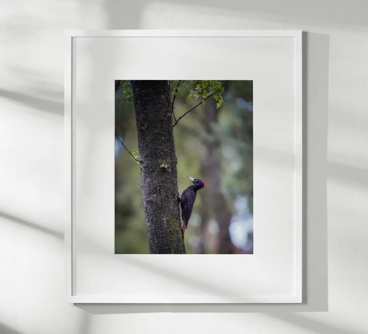 Picchio nero poster da Tom's Wildlife