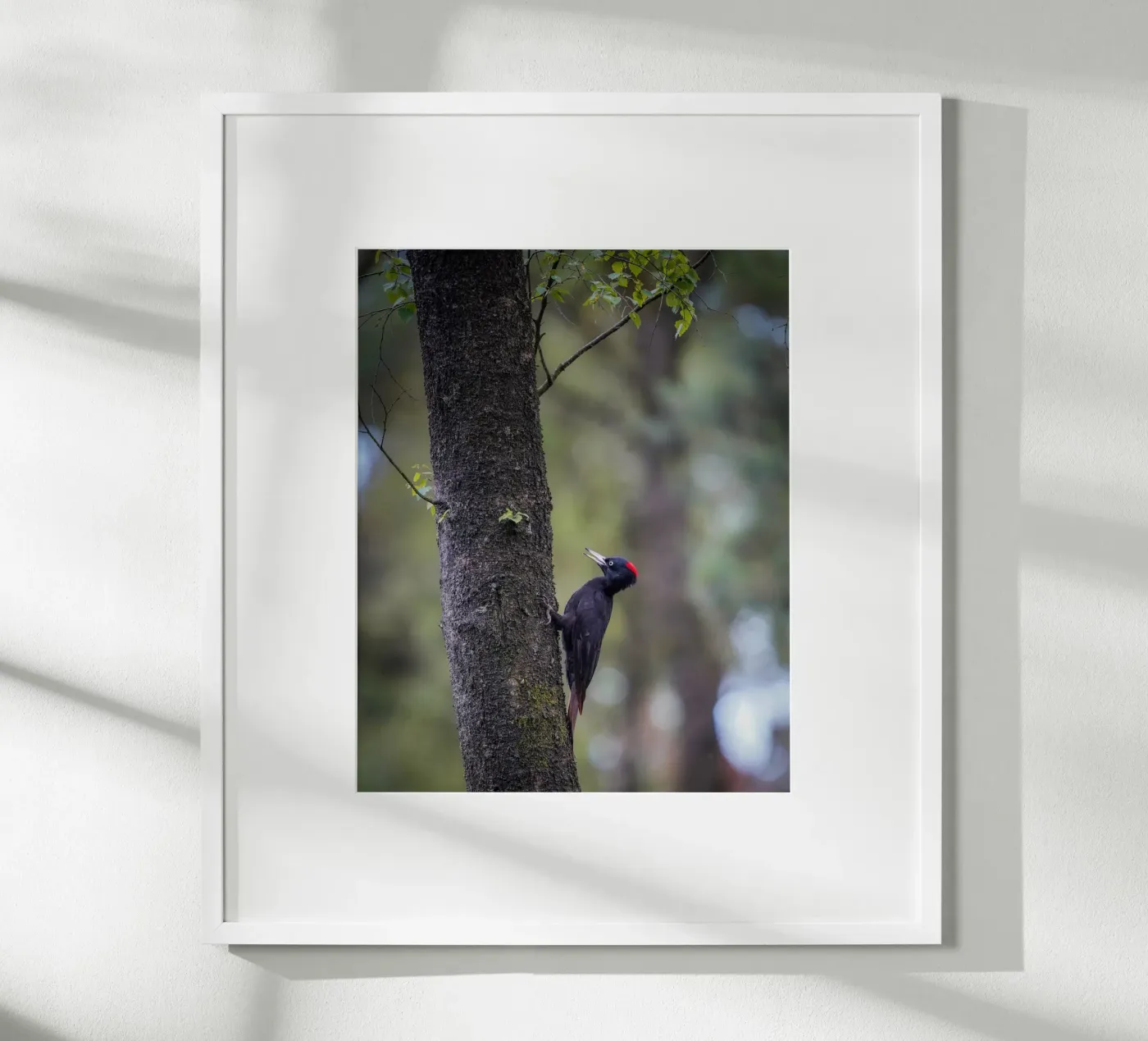 Black Woodpecker poster by Tom's Wildlife