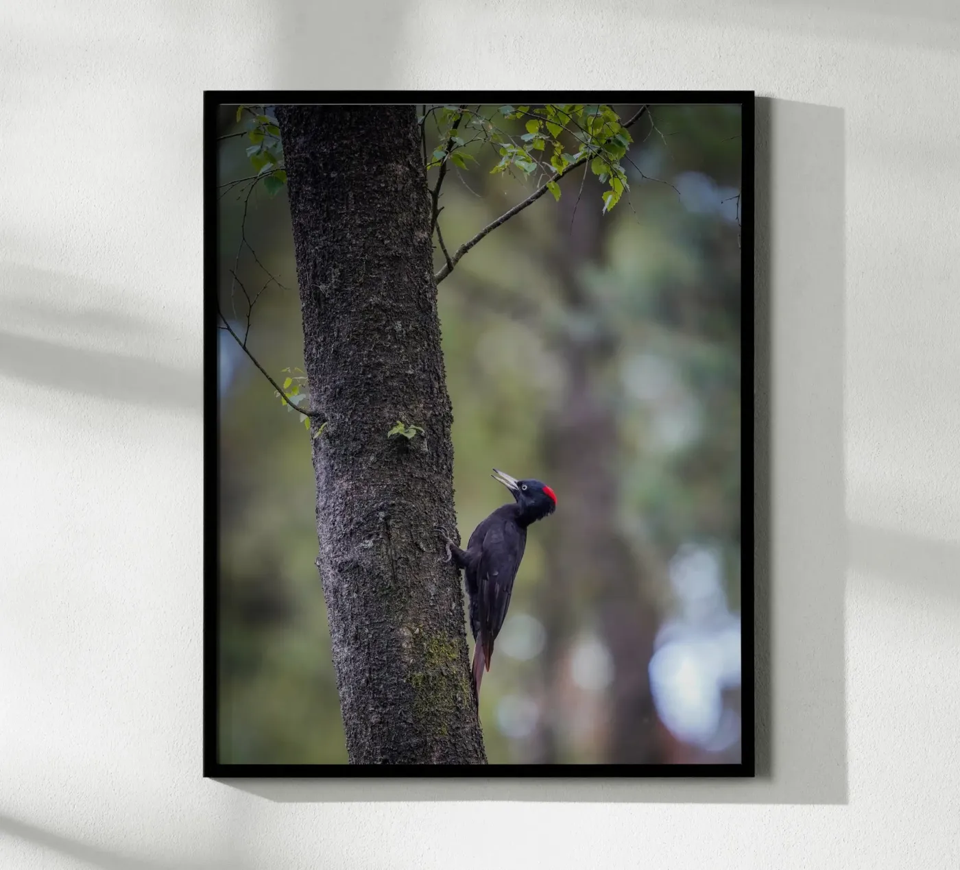 Black Woodpecker poster by Tom's Wildlife