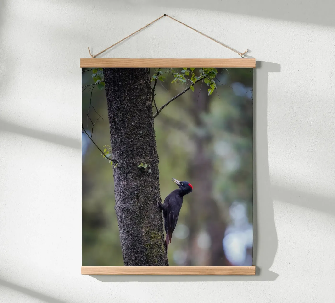 Black Woodpecker poster by Tom's Wildlife
