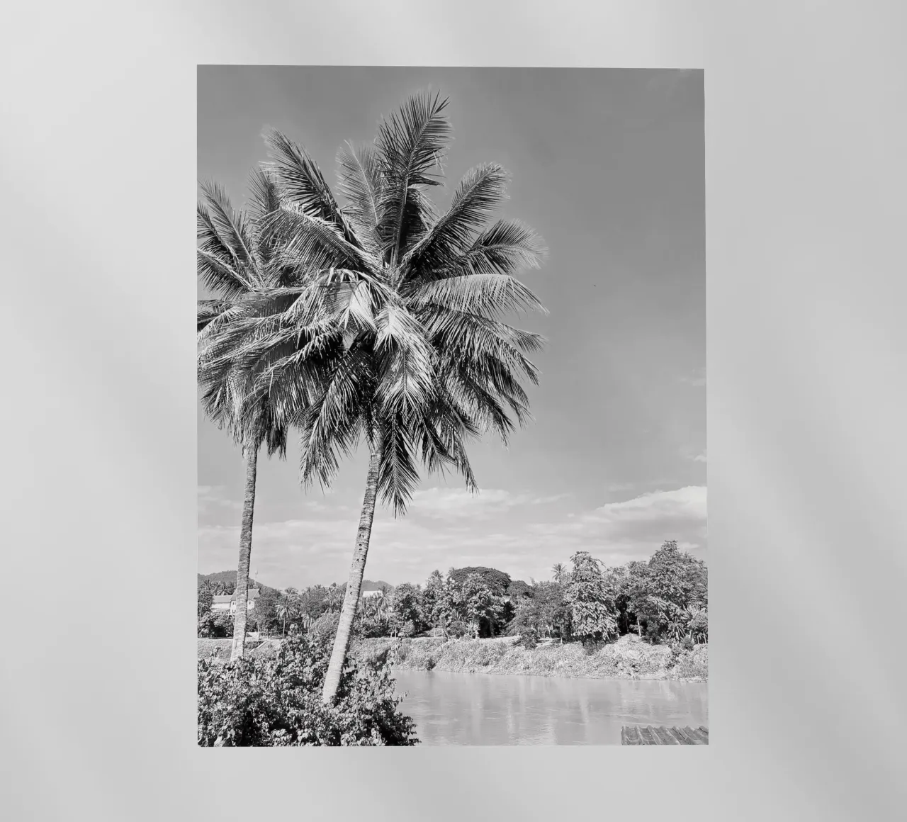 palmtree pellicola backlit da Reiselust