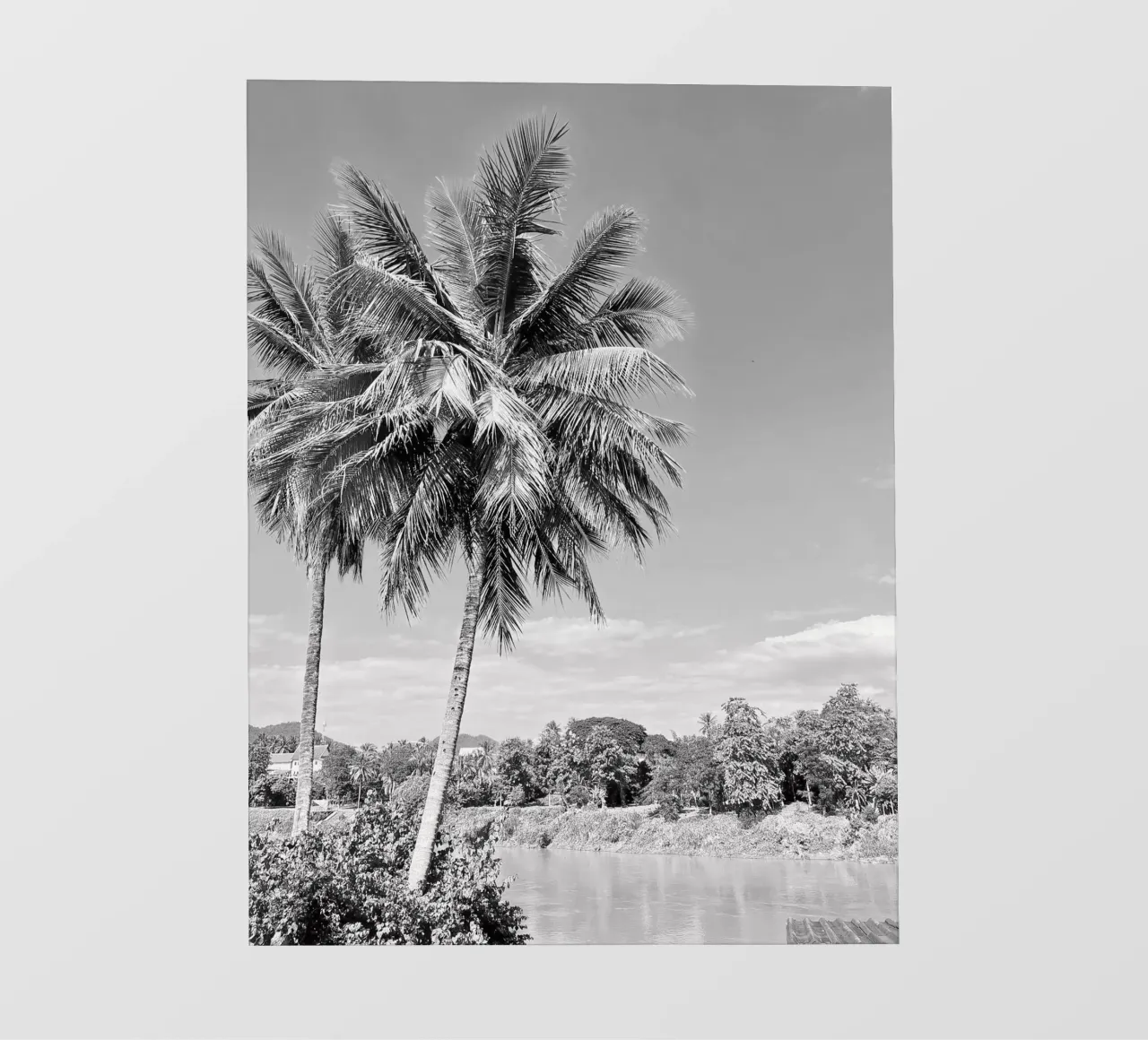 palmtree pellicola backlit da Reiselust