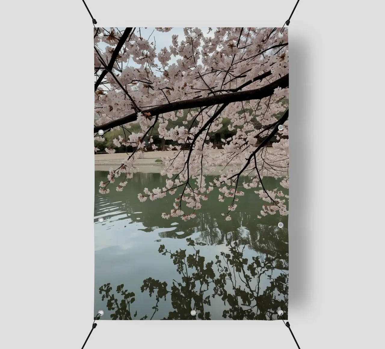 Rami di ciliegio in fiore sull'acqua con riflessi telo in pvc da DesignDoodle