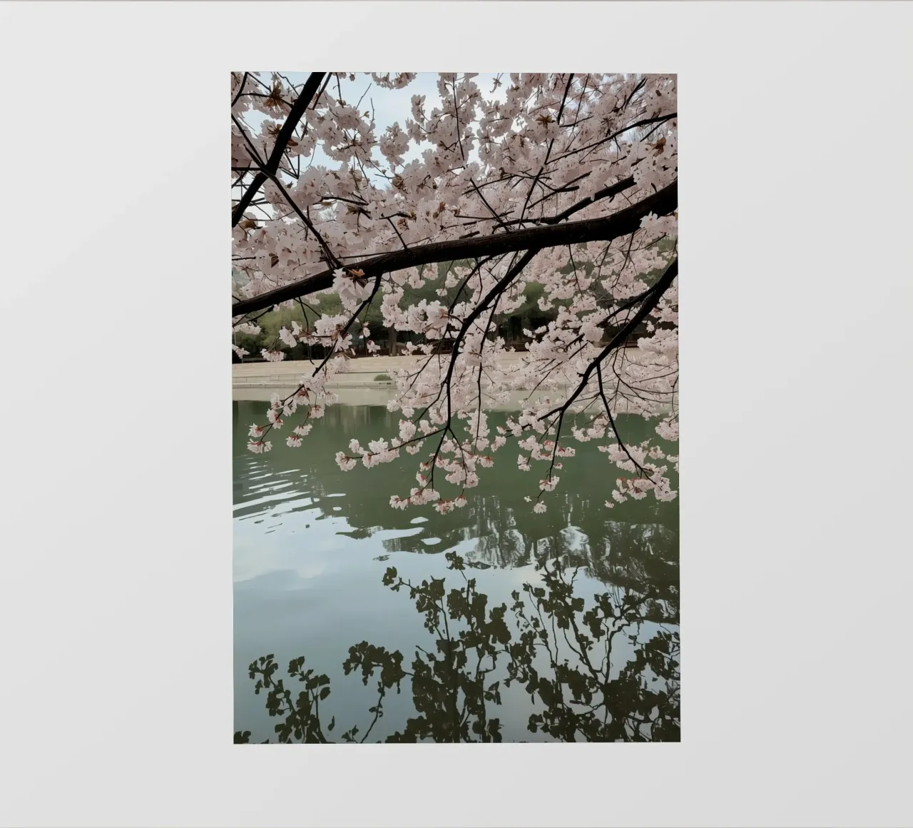 Rami di ciliegio in fiore sull'acqua con riflessi telo in pvc da DesignDoodle