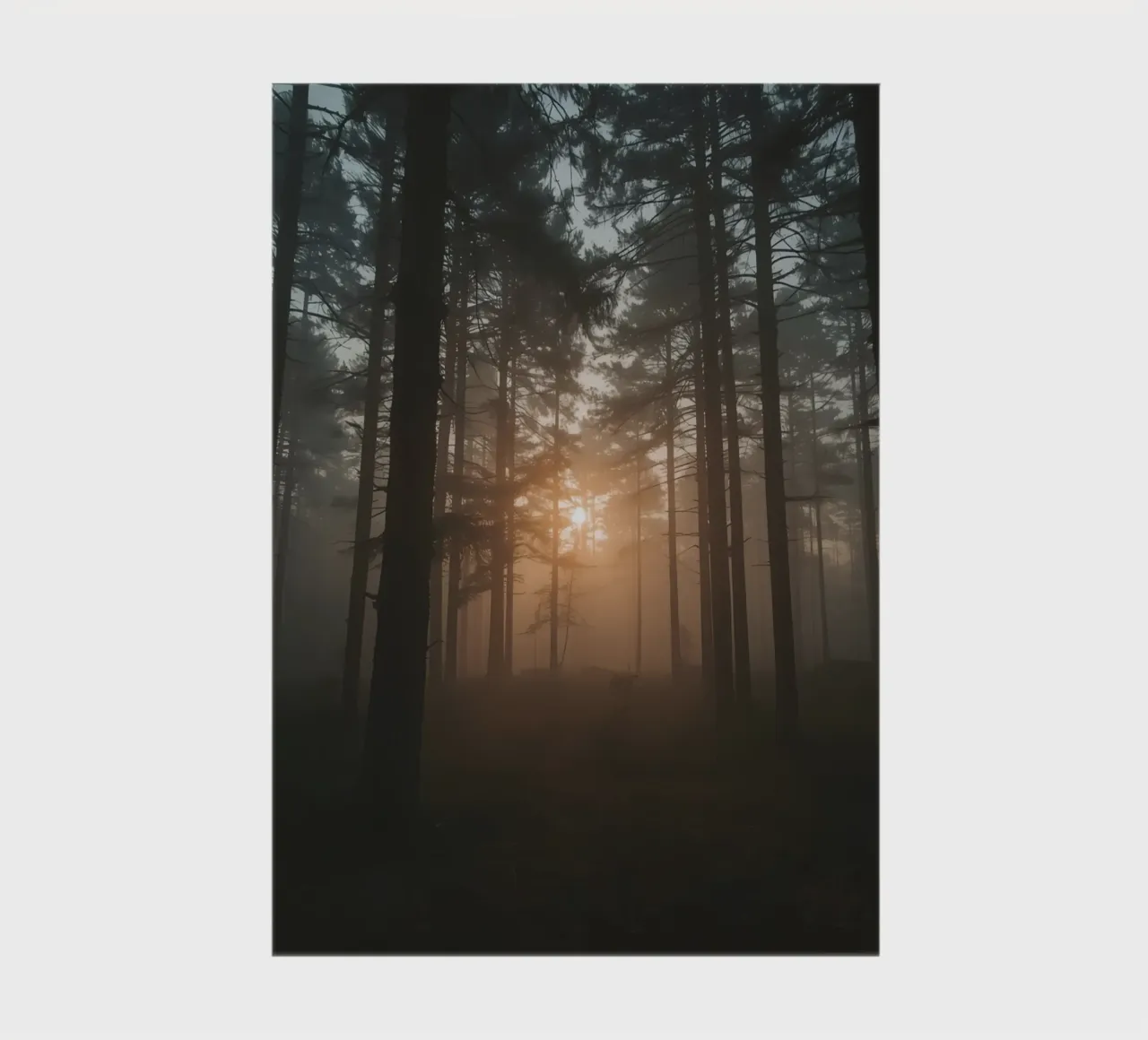 Foggy Forest with Tall Trees and Sunlight notebook by DesignDoodle