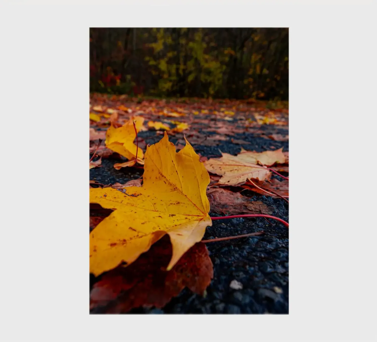 Maple leaf in autumn notebook by Marcus Beckert | Fotografie