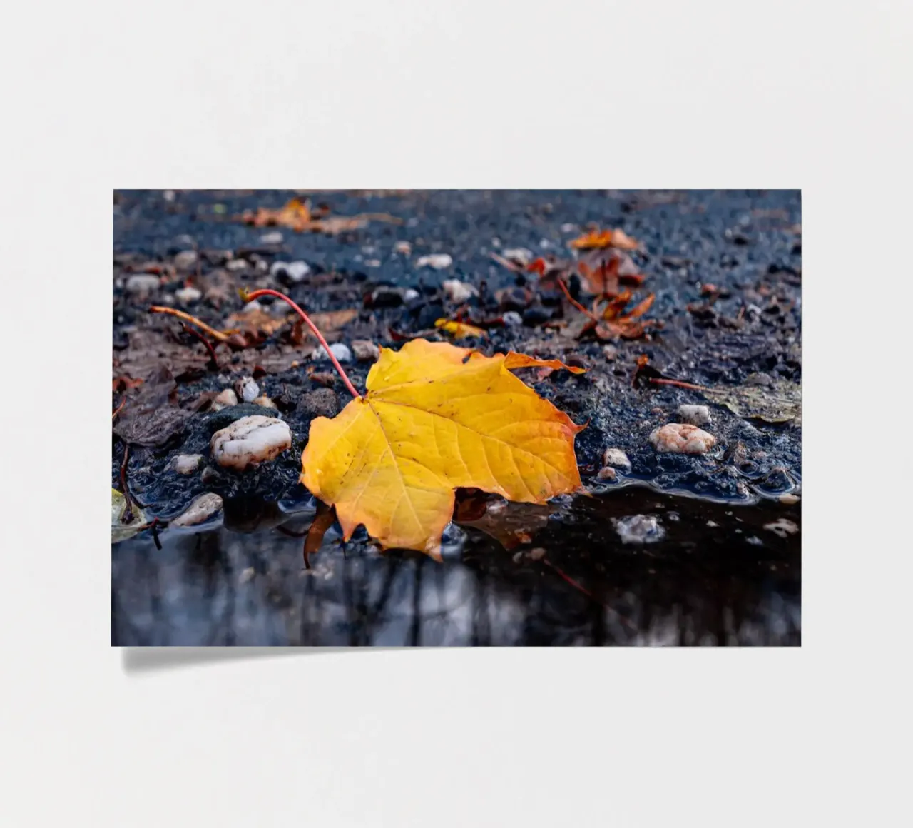 Yellow maple leaf sticker sheet by Marcus Beckert | Fotografie