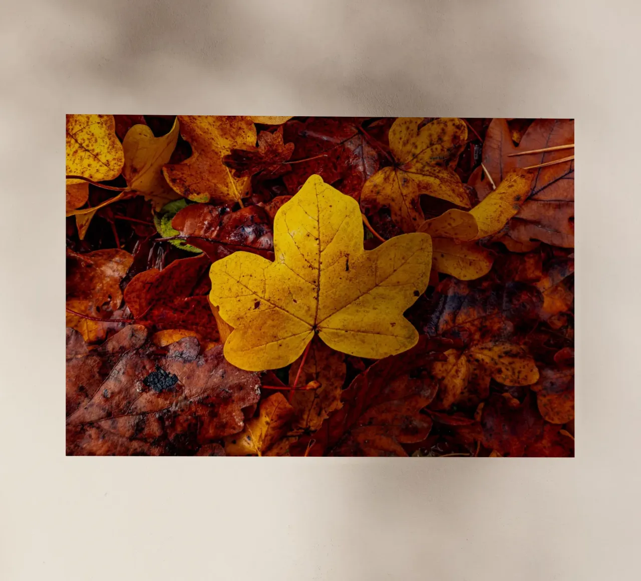 Foglia d'acero gialla pellicola backlit da Marcus Beckert | Fotografie