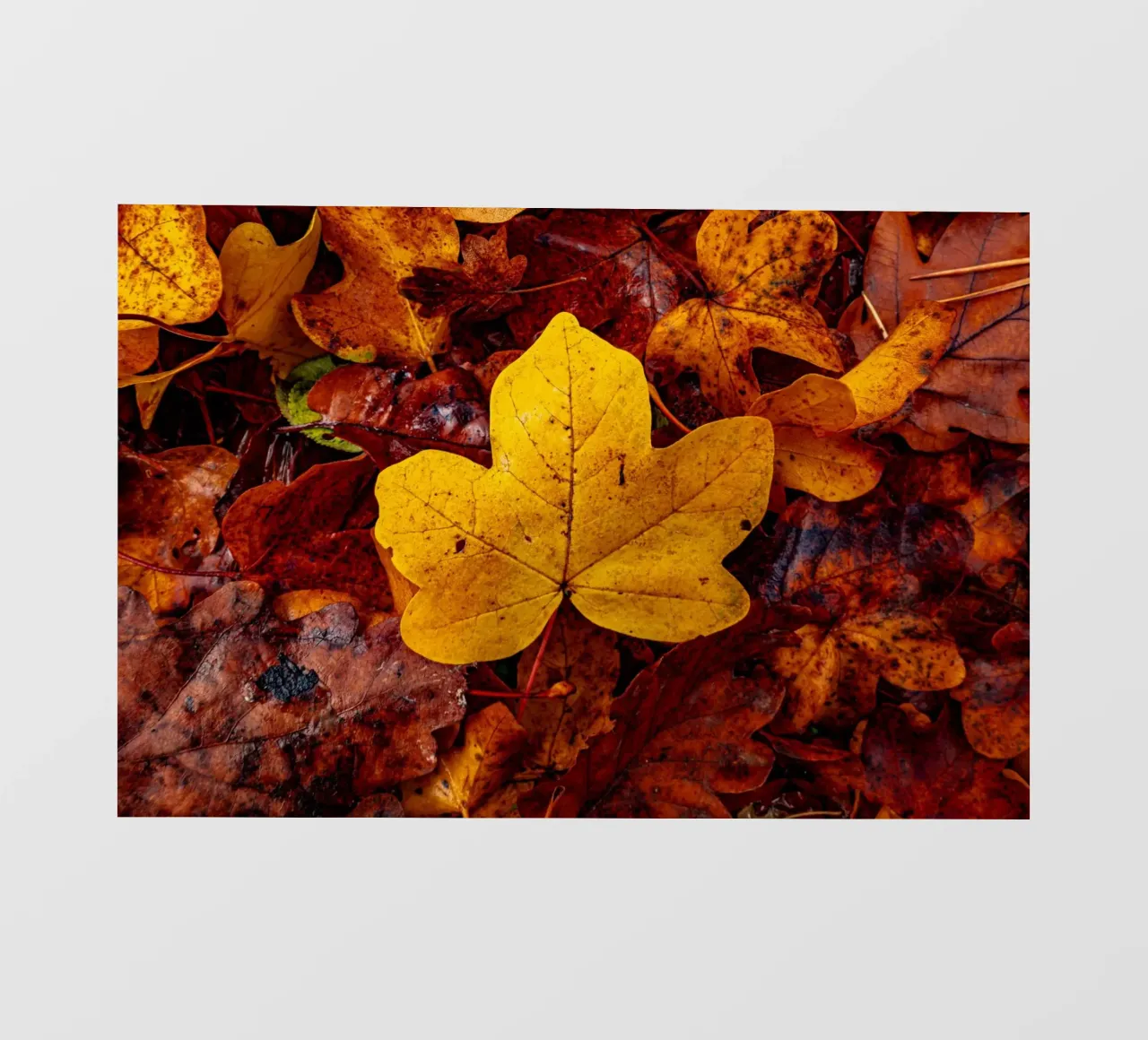 Foglia d'acero gialla pellicola backlit da Marcus Beckert | Fotografie