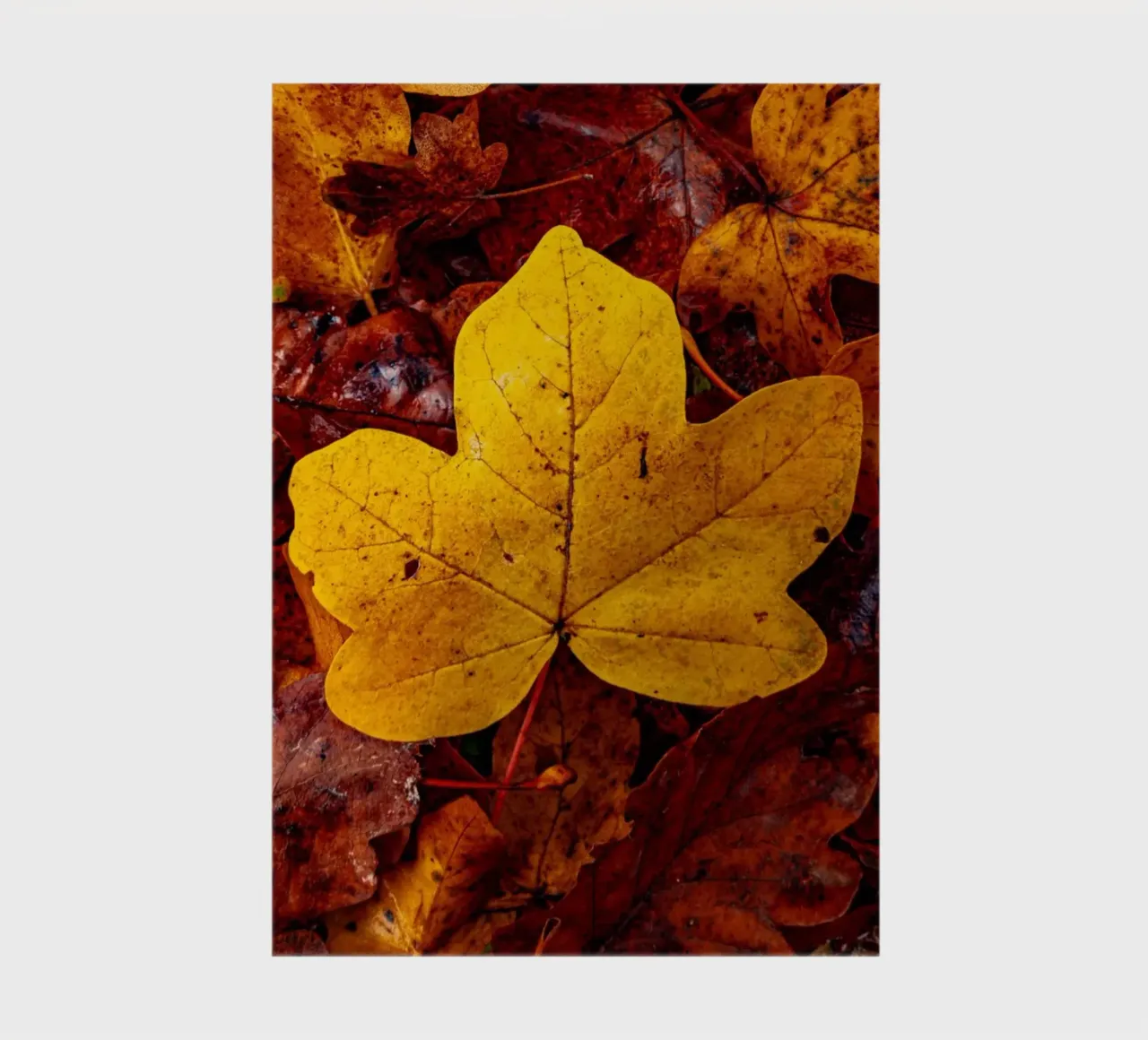 Feuille d'érable jaune carnet de notes de Marcus Beckert | Fotografie