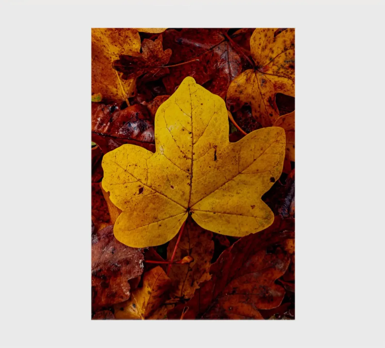 Feuille d'érable jaune carnet de notes de Marcus Beckert | Fotografie