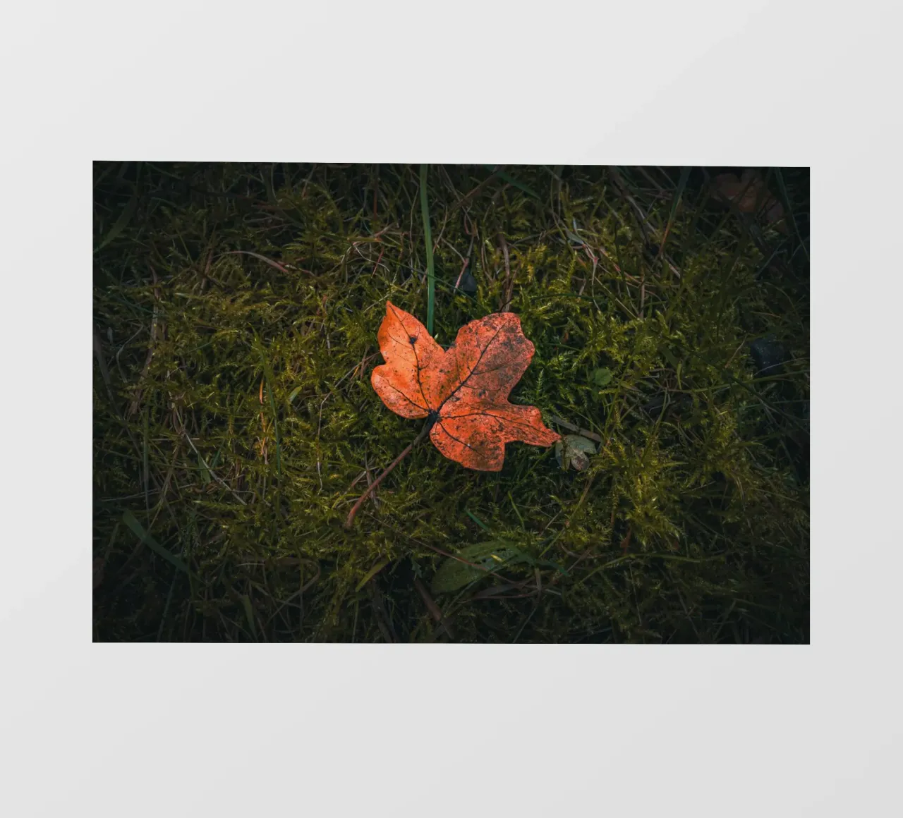 Maple leaf on moss soil pvc cover by Marcus Beckert | Fotografie