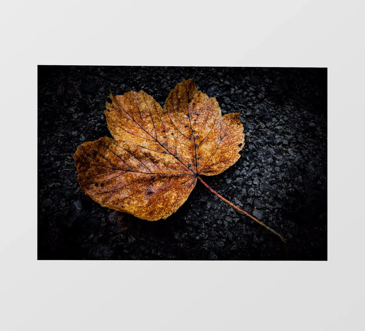 Foglia d'acero gialla telo in pvc da Marcus Beckert | Fotografie