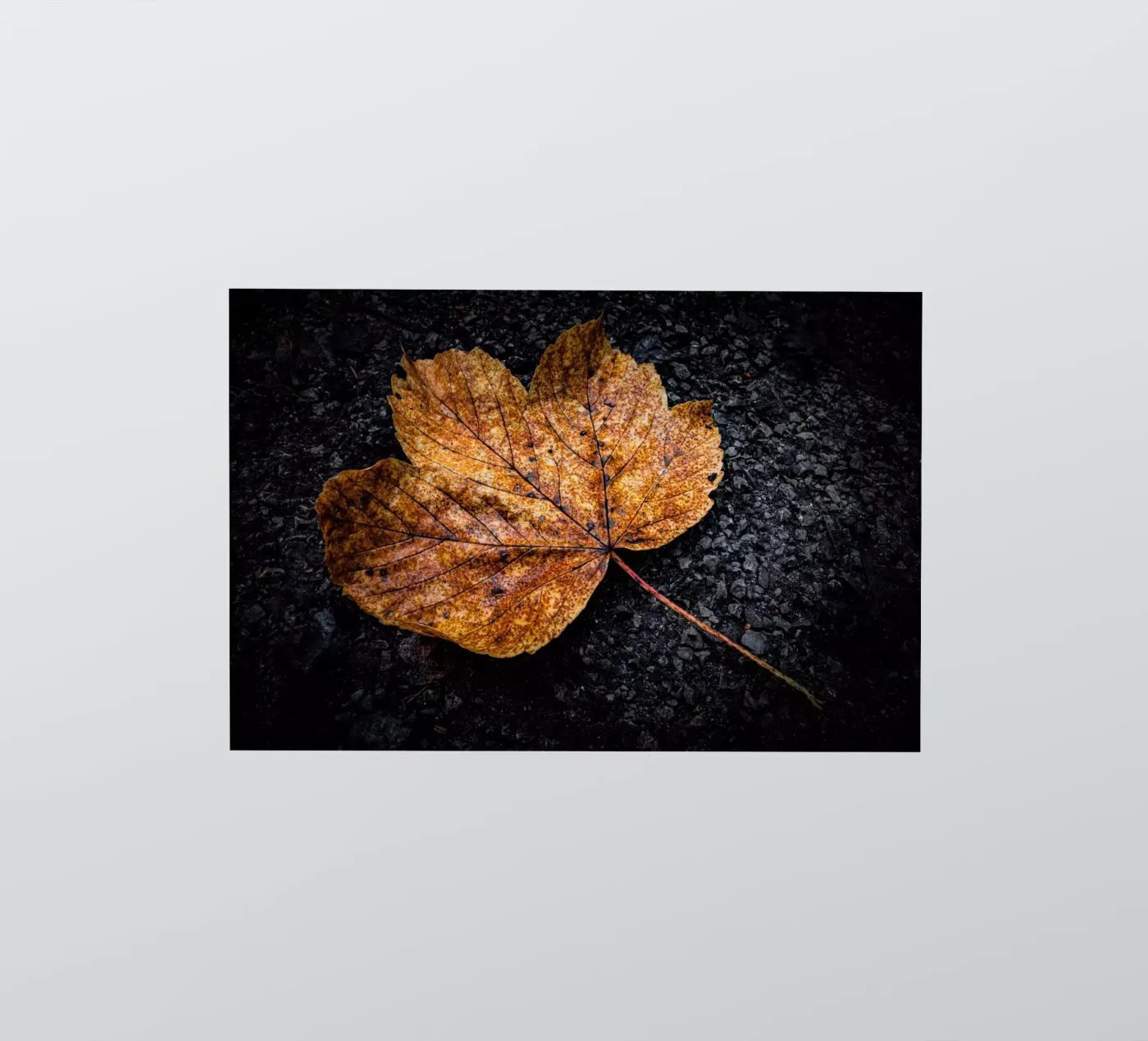 Gelbes Ahornblatt Sticker von Marcus Beckert | Fotografie