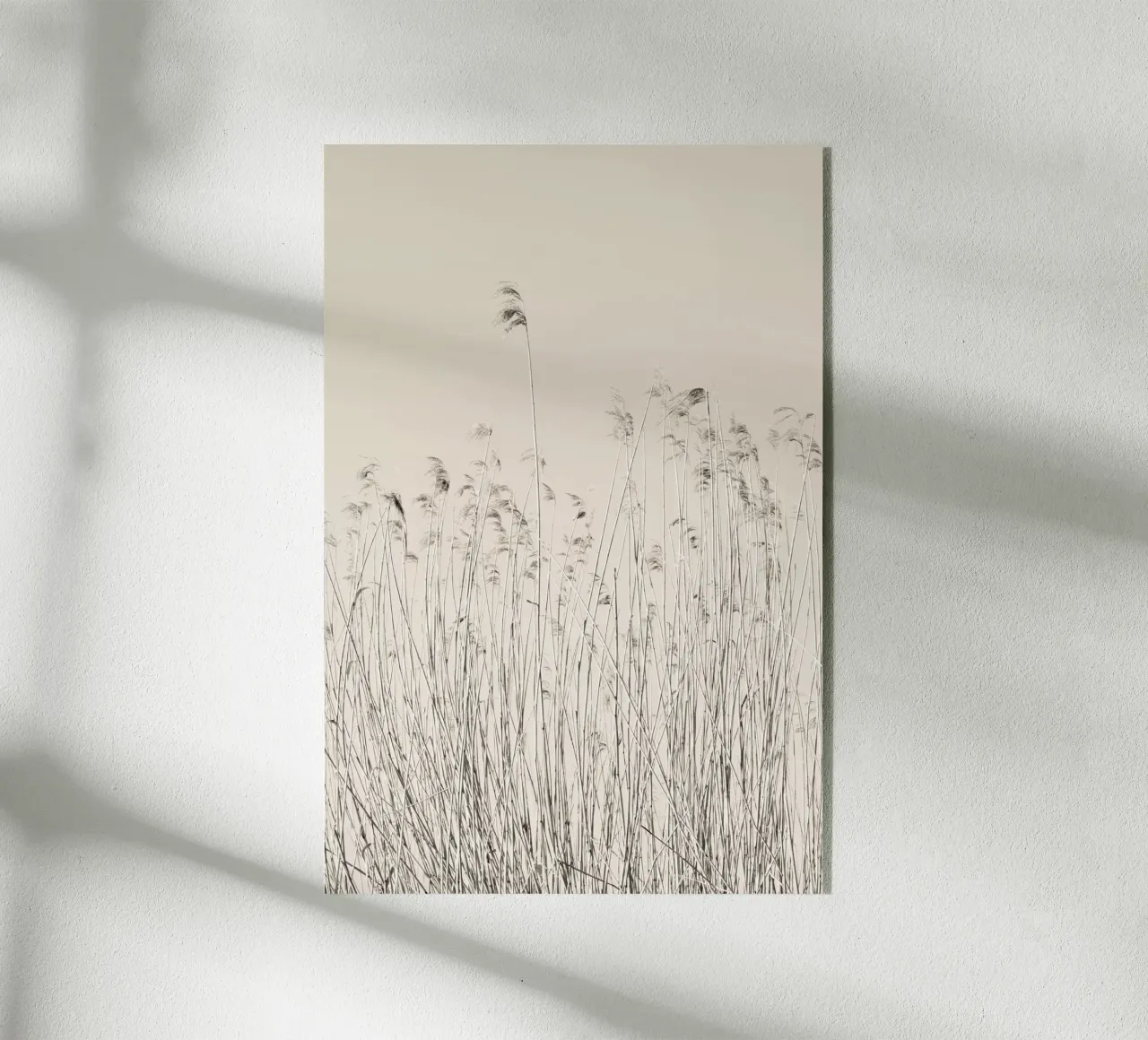 Schilf am See plexiglass da Visuelle Poesie am Wegesrand