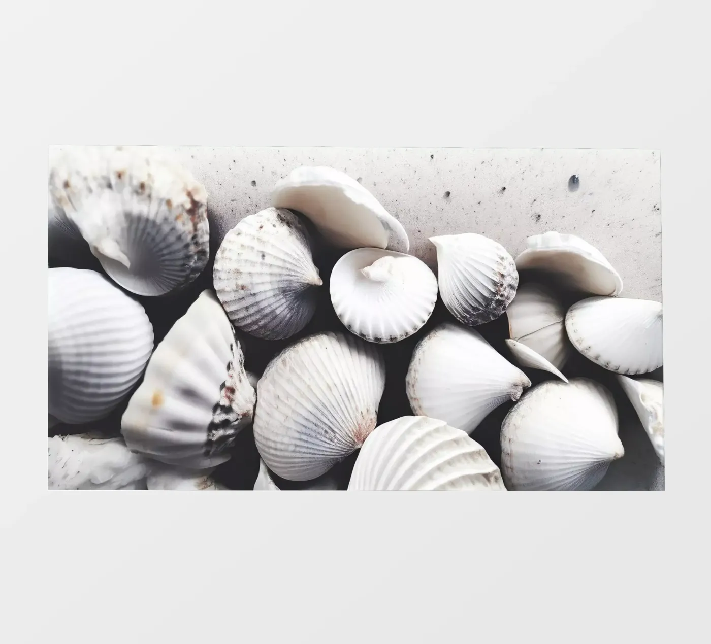 Shells On The Beach pellicola backlit da treechild