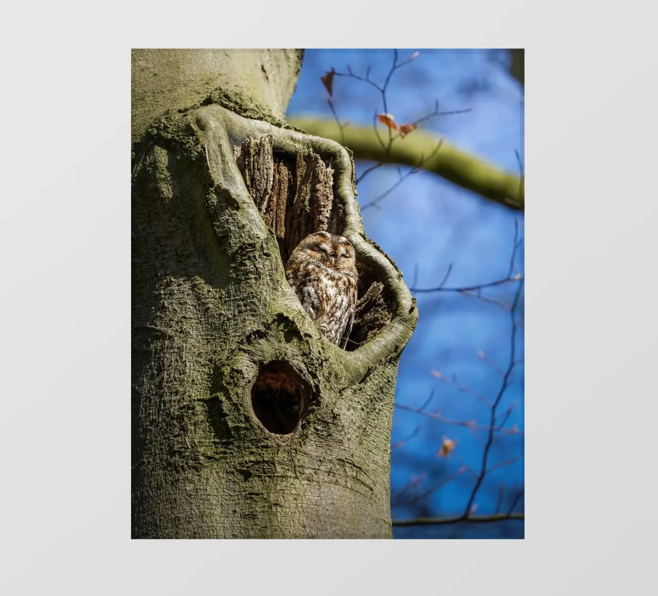 Allocco pellicola backlit da Tom's Wildlife