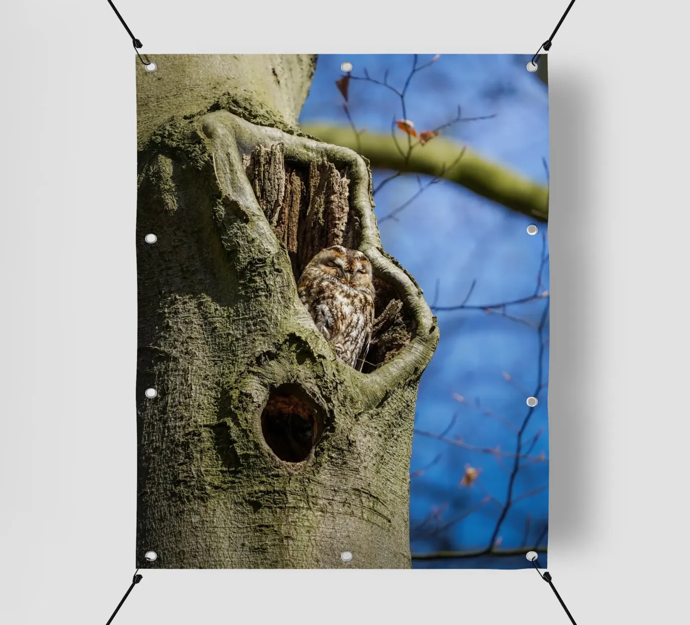 Allocco telo in pvc da Tom's Wildlife