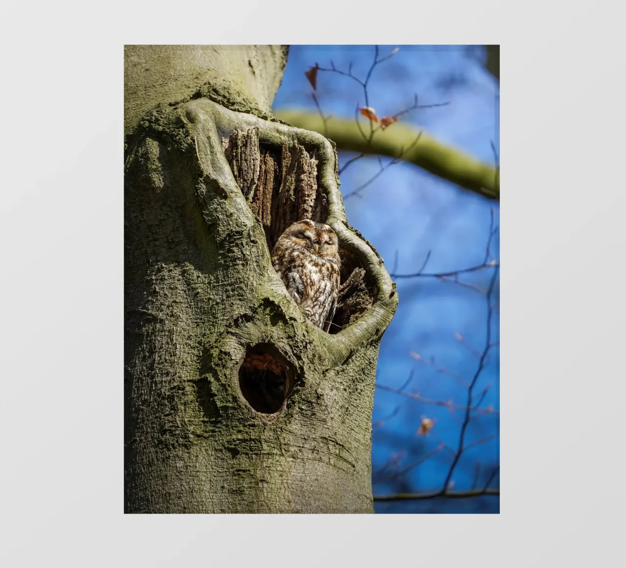 Allocco telo in pvc da Tom's Wildlife