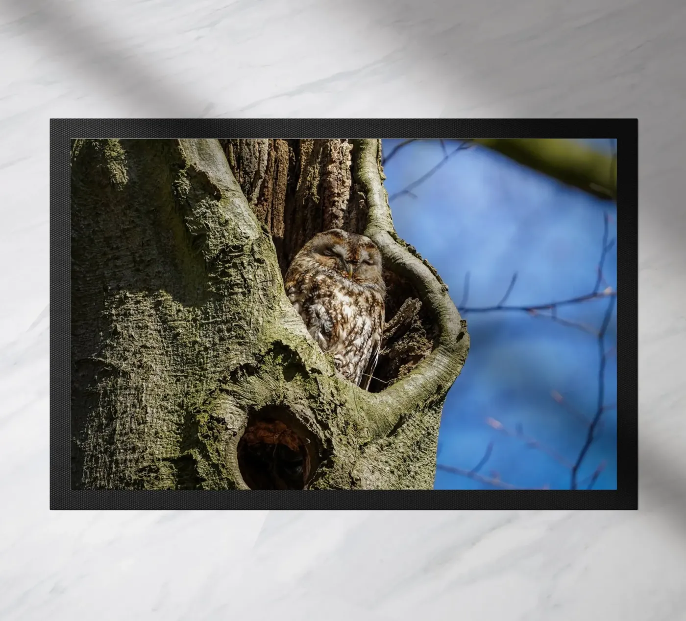 Allocco zerbino da Tom's Wildlife