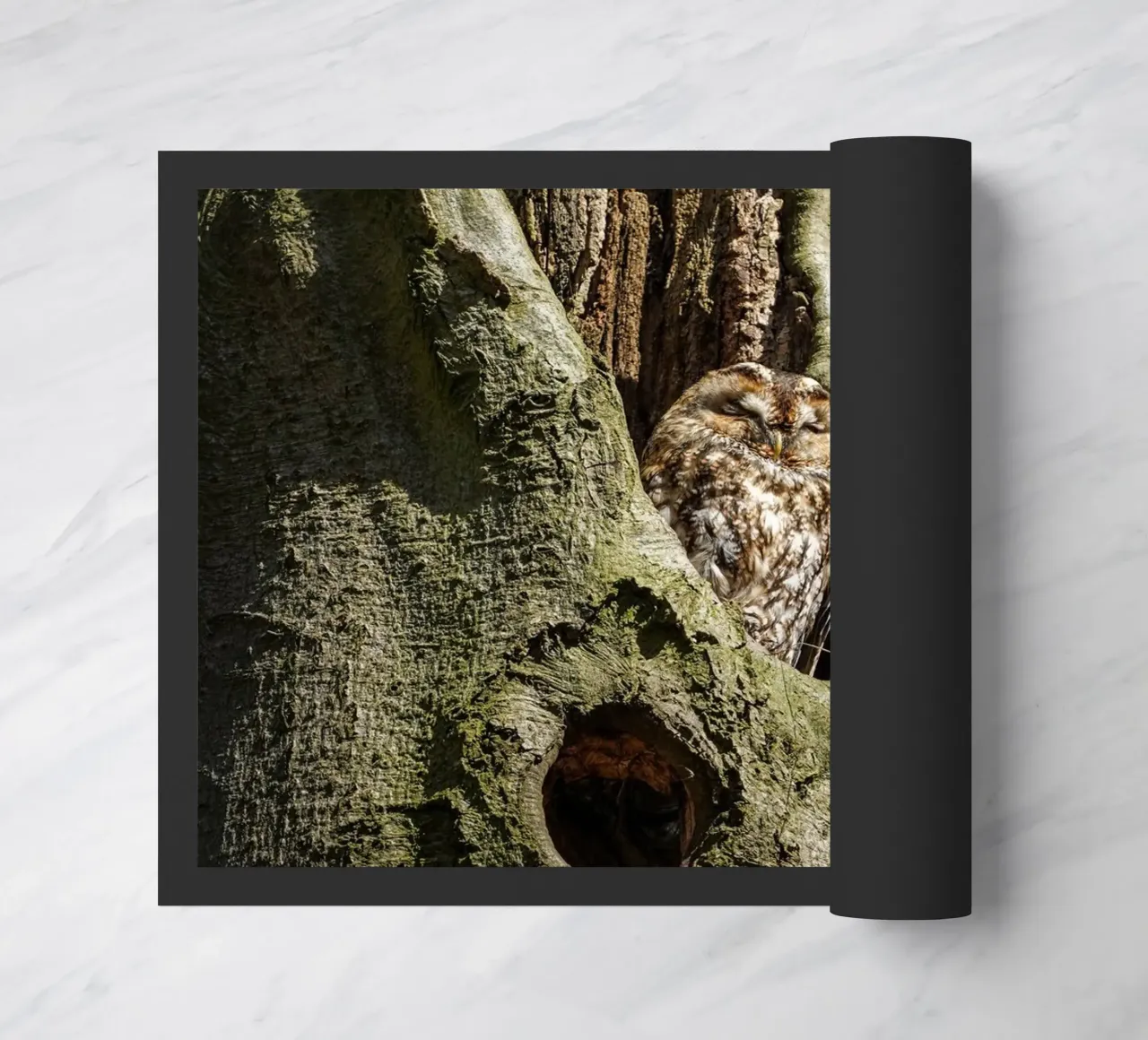 Allocco zerbino da Tom's Wildlife