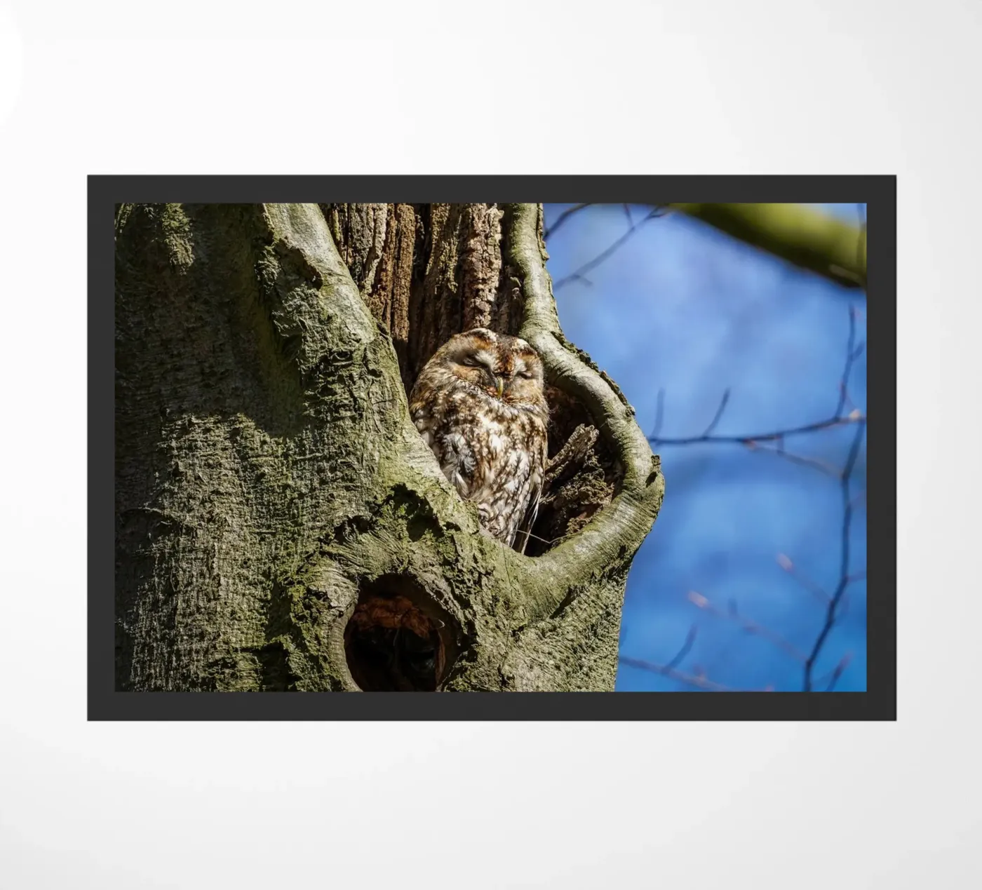 Allocco zerbino da Tom's Wildlife