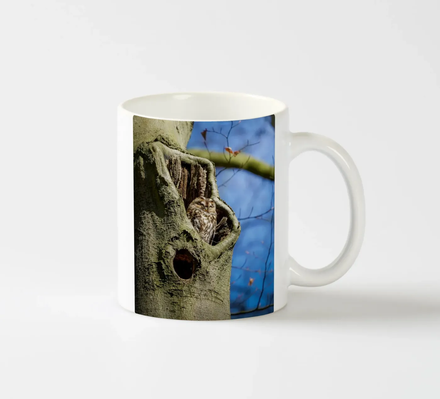 Allocco tazza in ceramica da Tom's Wildlife