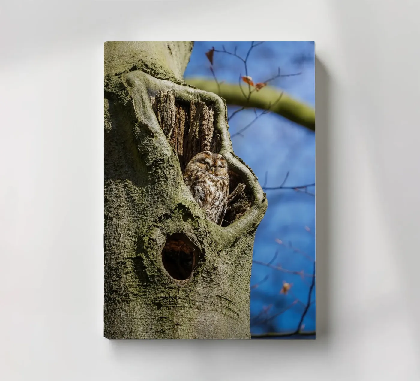 Chouette hulotte carnet de Tom's Wildlife