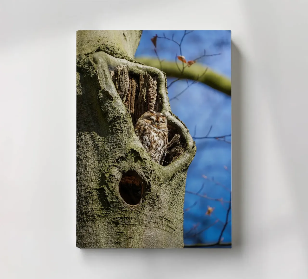 Allocco diario da Tom's Wildlife