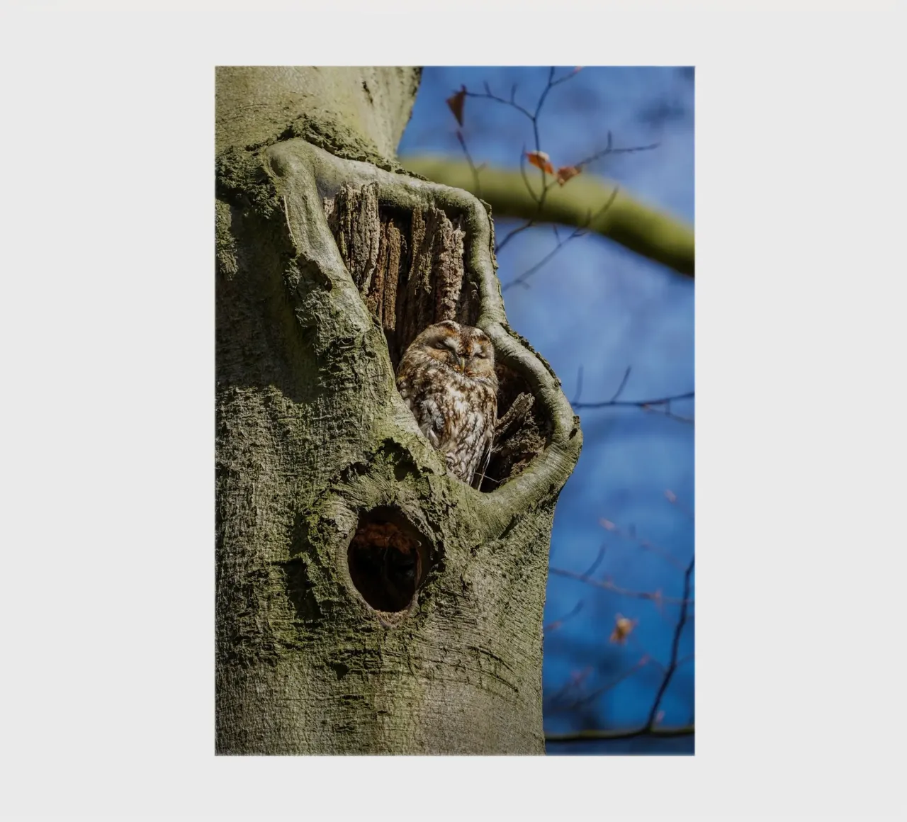 Allocco diario da Tom's Wildlife