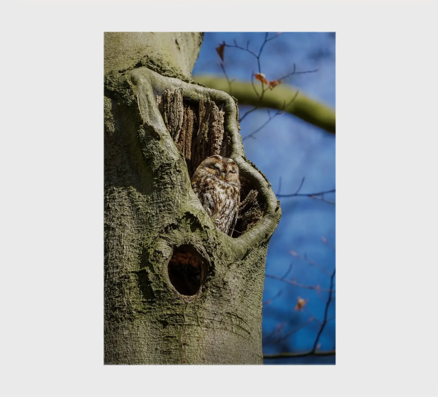 Chouette hulotte carnet de Tom's Wildlife