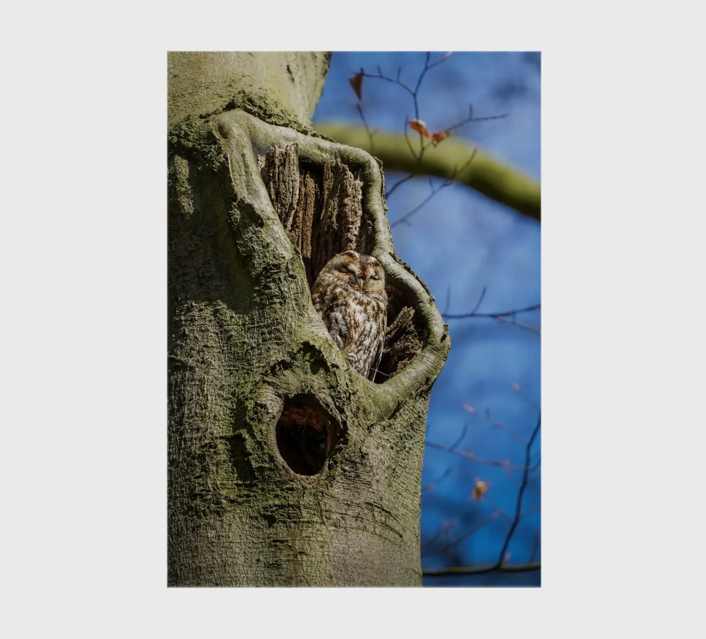 Chouette hulotte carnet de Tom's Wildlife