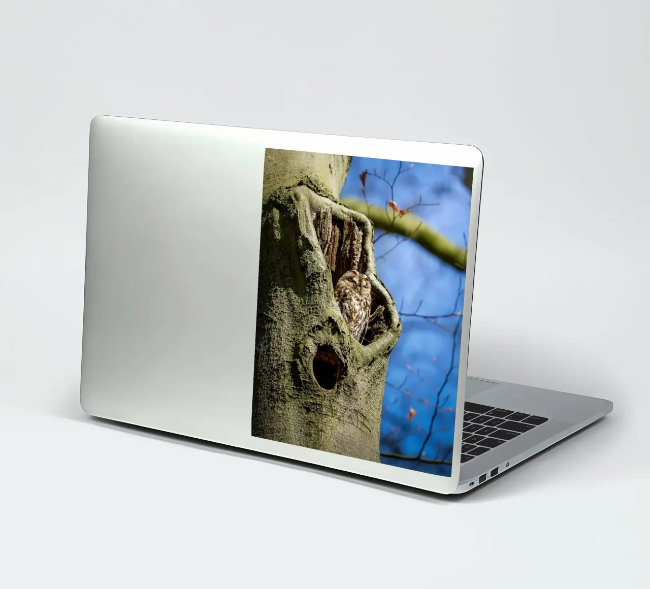 Allocco adesivo da Tom's Wildlife