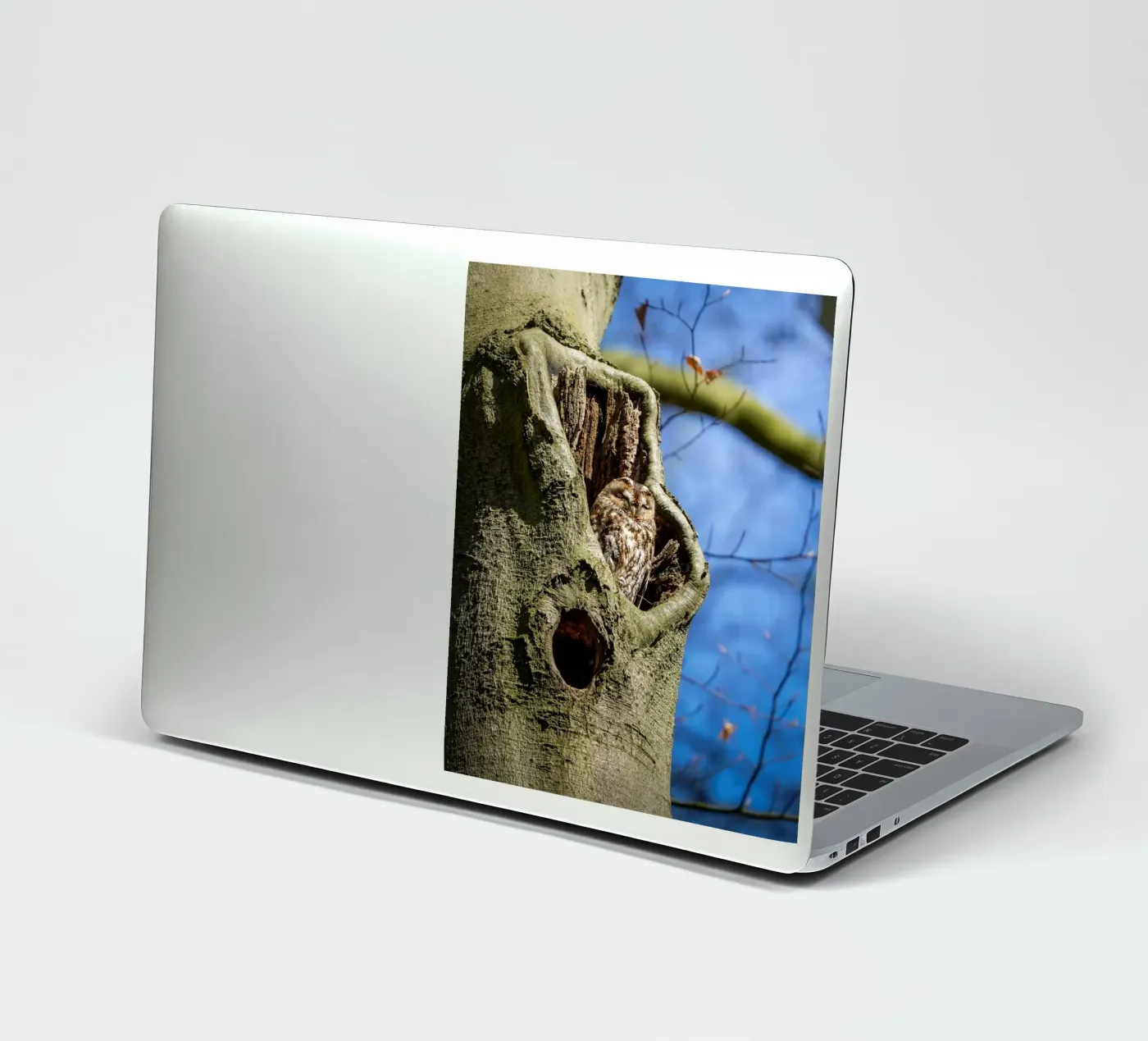 Tawny owl autocollant de Tom's Wildlife