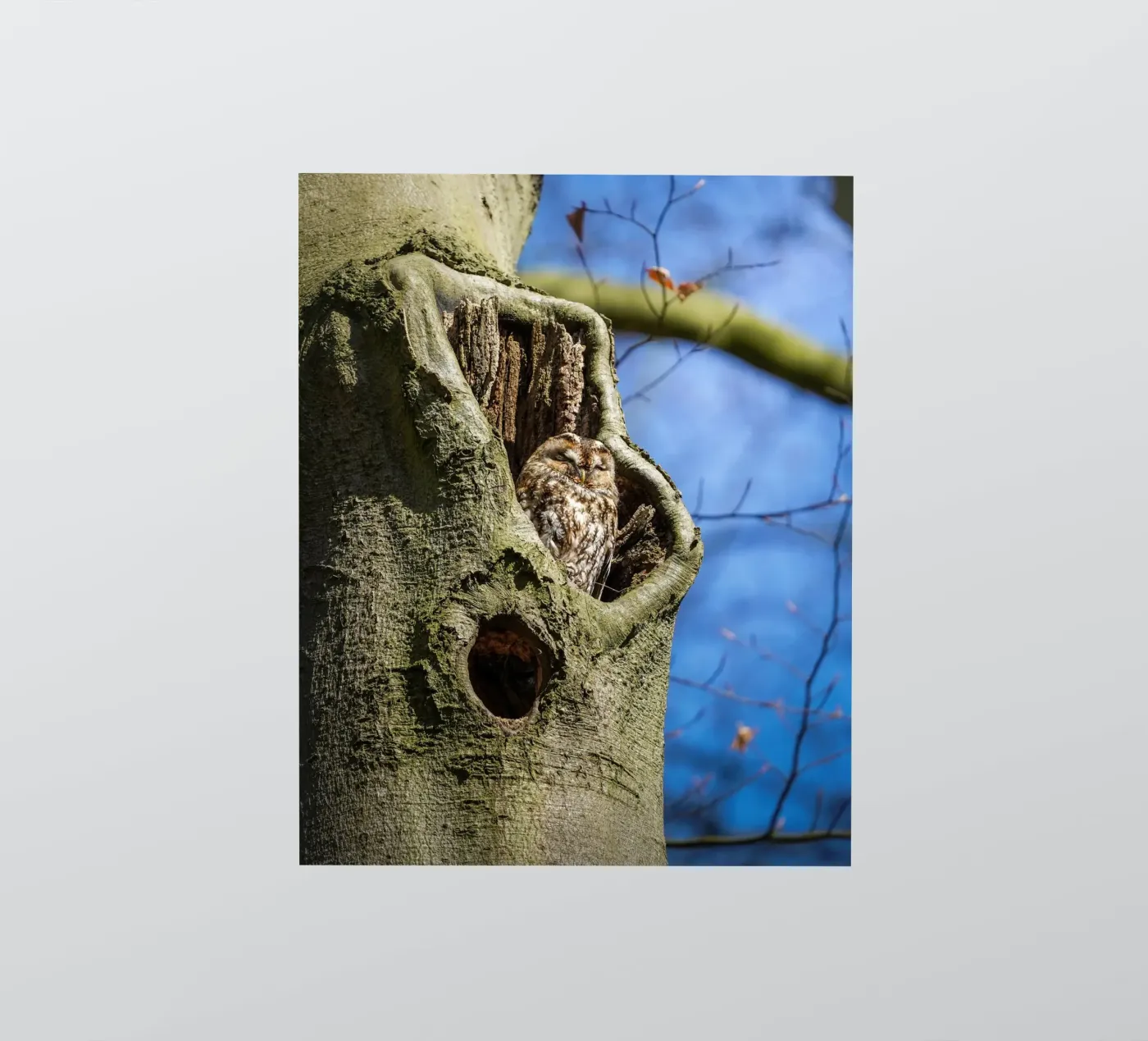 Tawny owl autocollant de Tom's Wildlife