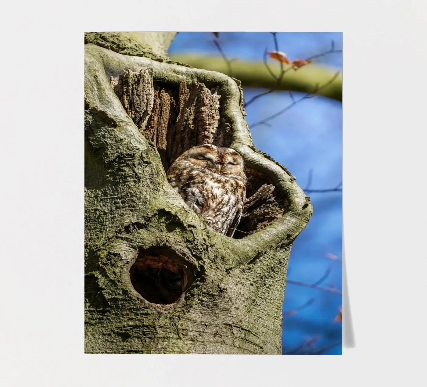 Allocco foglio adesivo da Tom's Wildlife