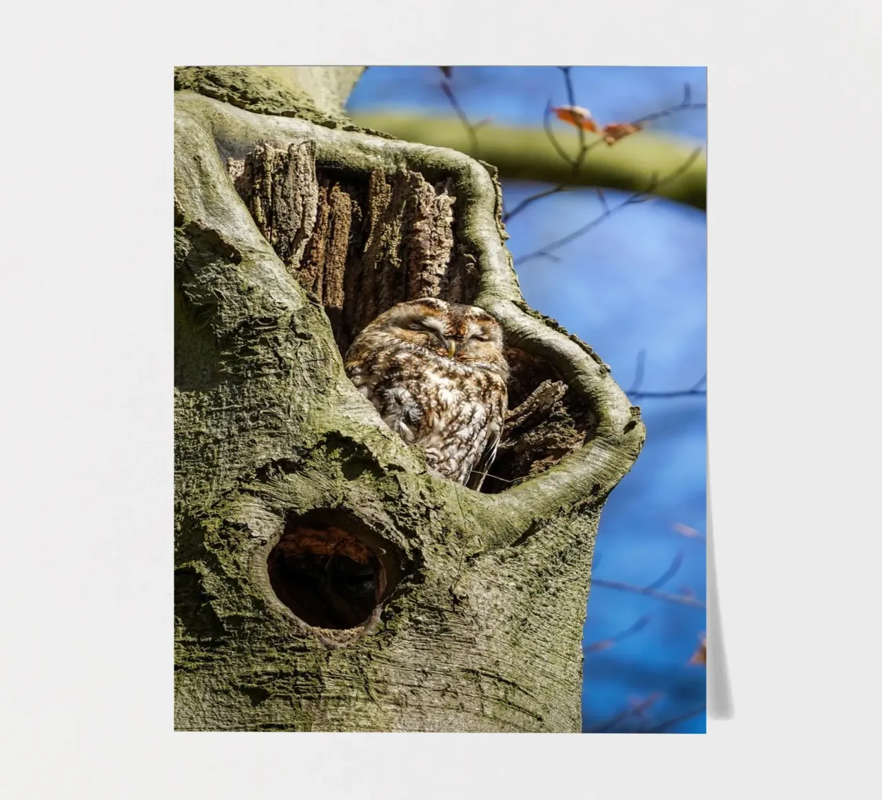 Allocco foglio adesivo da Tom's Wildlife