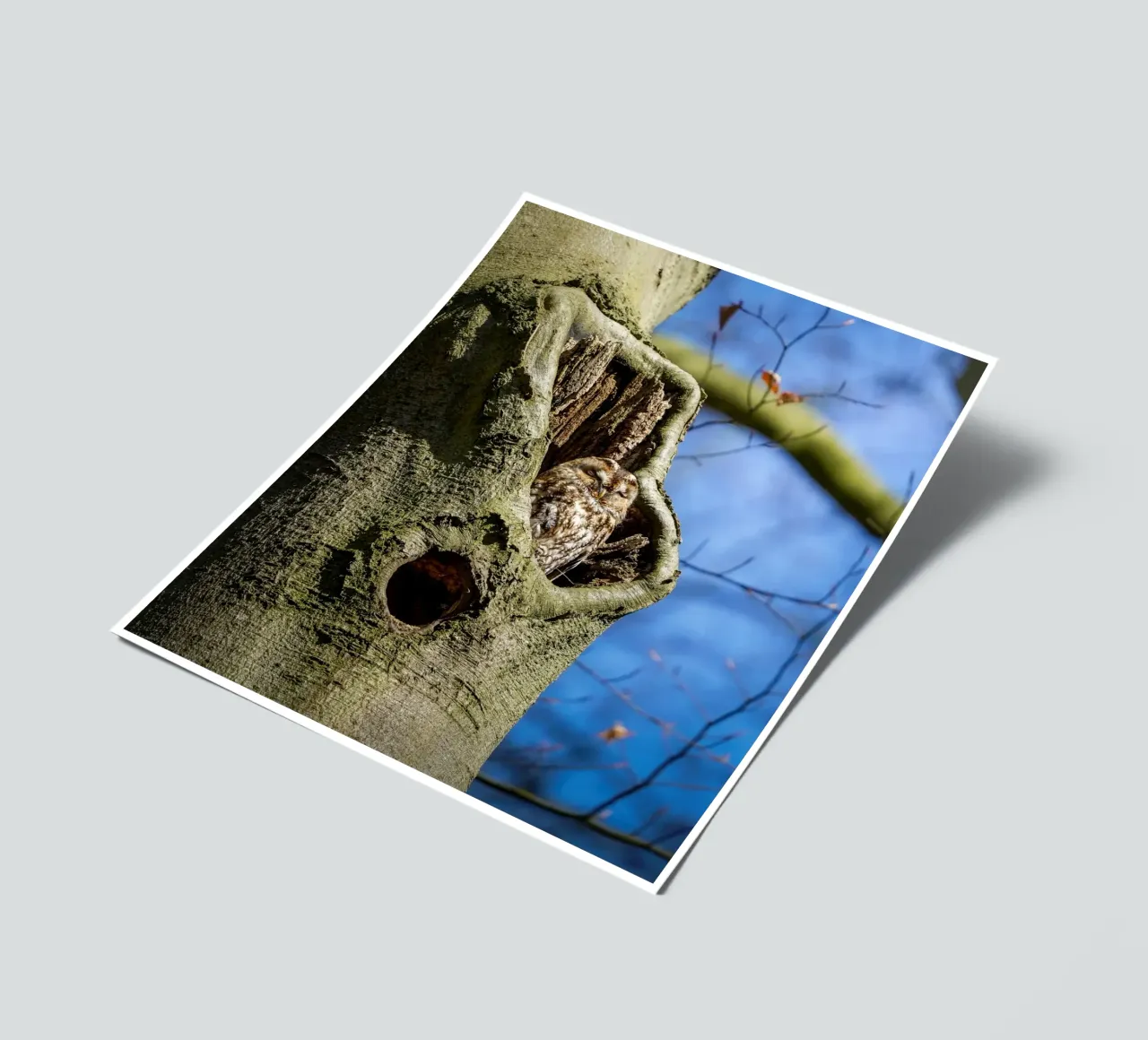 Allocco foglio adesivo da Tom's Wildlife