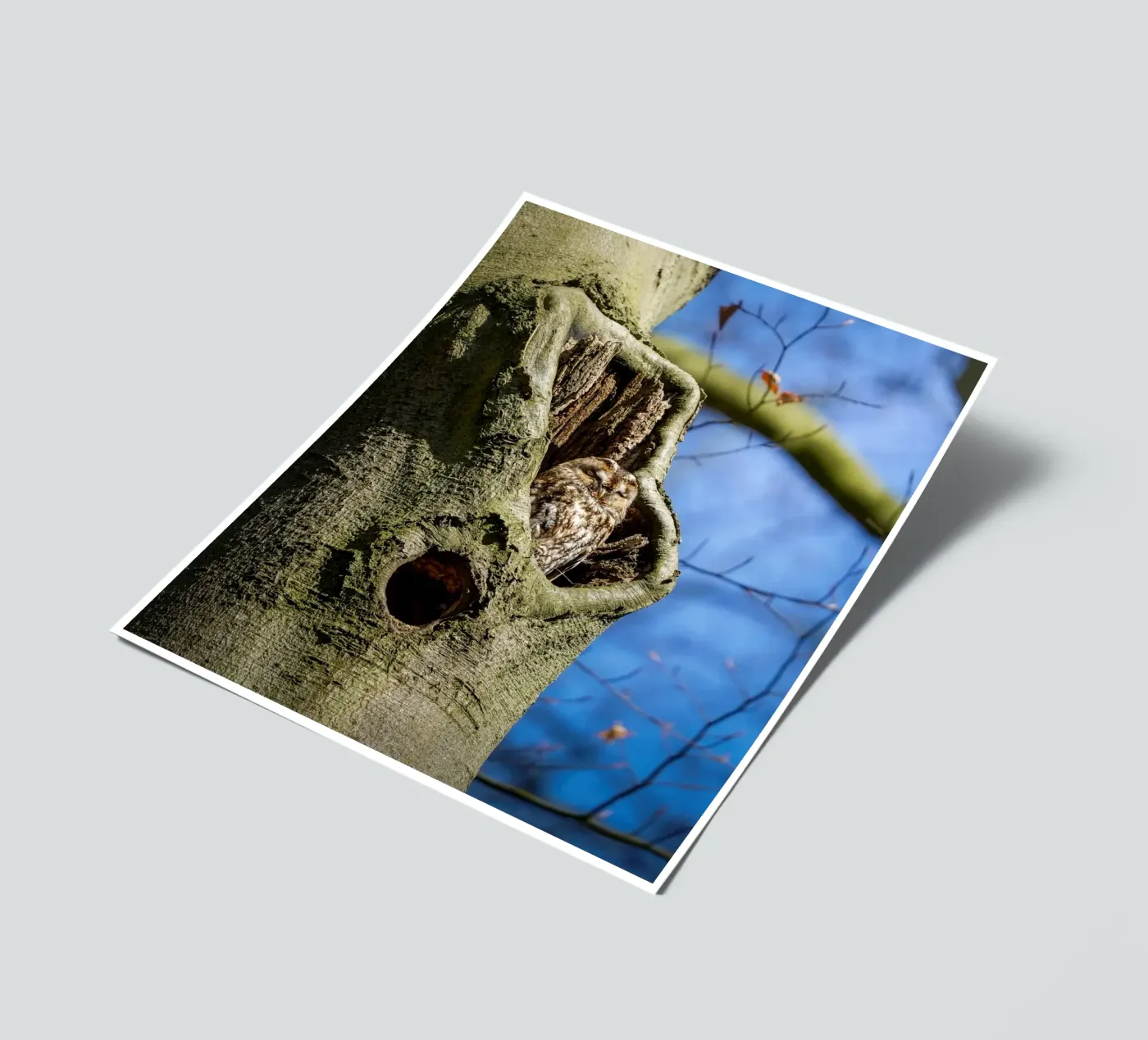 Allocco foglio adesivo da Tom's Wildlife