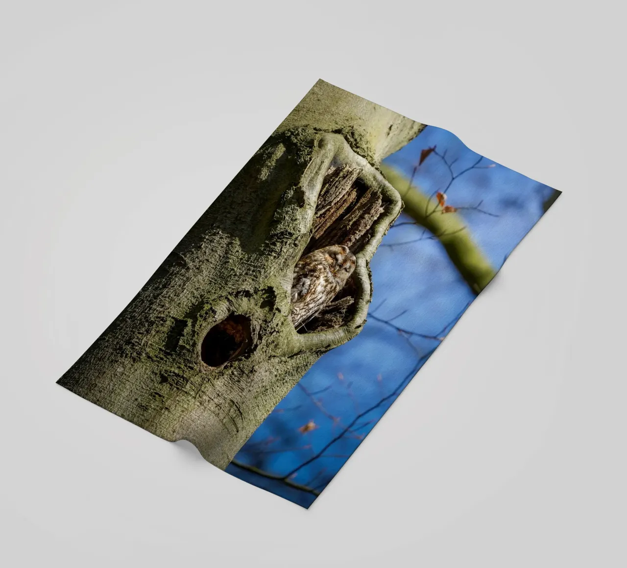 Waldkauz Strandtuch von Tom's Wildlife
