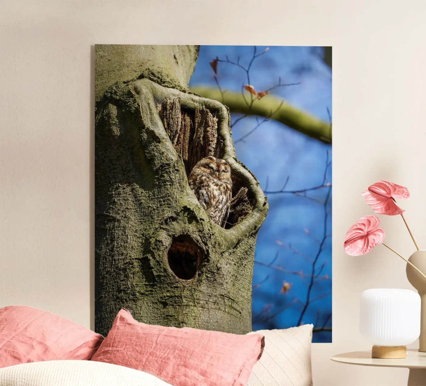 Allocco plexiglass da Tom's Wildlife